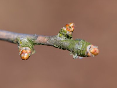 Ginkgo biloba 'Autumn Gold' - pupen